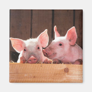 Aimant Photo d'un animal de porcelets roses mignons