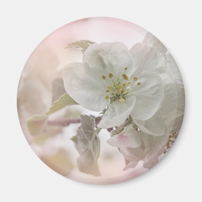 Aimant Photo en fleurs de pomme blanche (Devant)