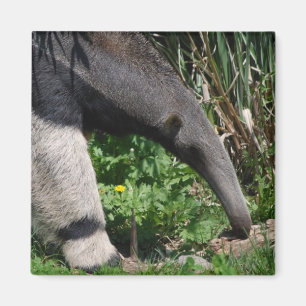 Aimant photo géant Anteater