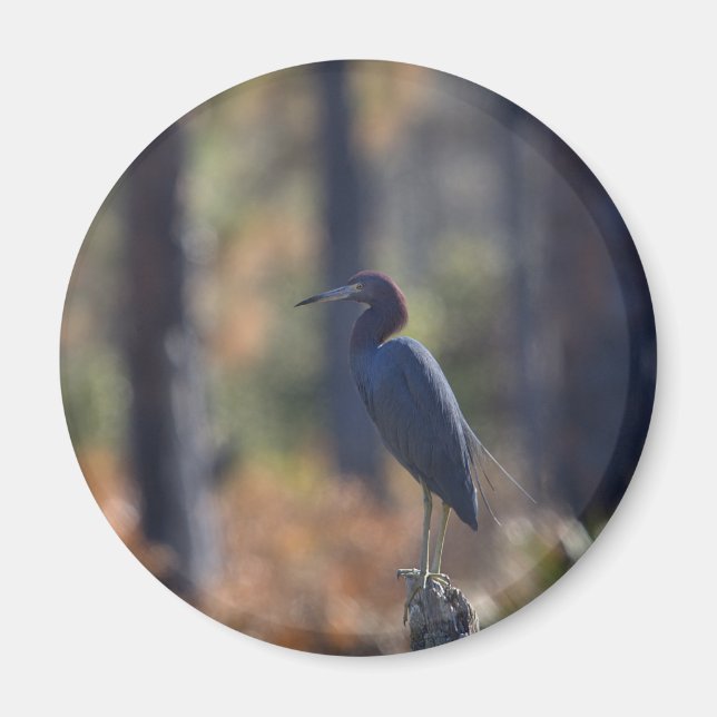 Aimant photo Little Blue Heron (Devant)