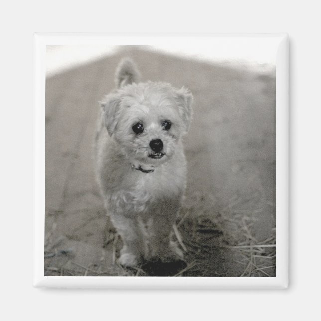 Aimant Photo pour animaux de compagnie intemporelle Keeps (Devant)