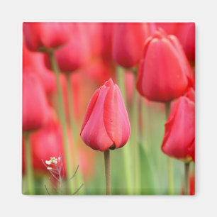 Aimant Photo rouge de tulipes
