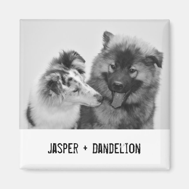 Aimant Photo simple, moderne personnalisée pour animaux d (Devant)