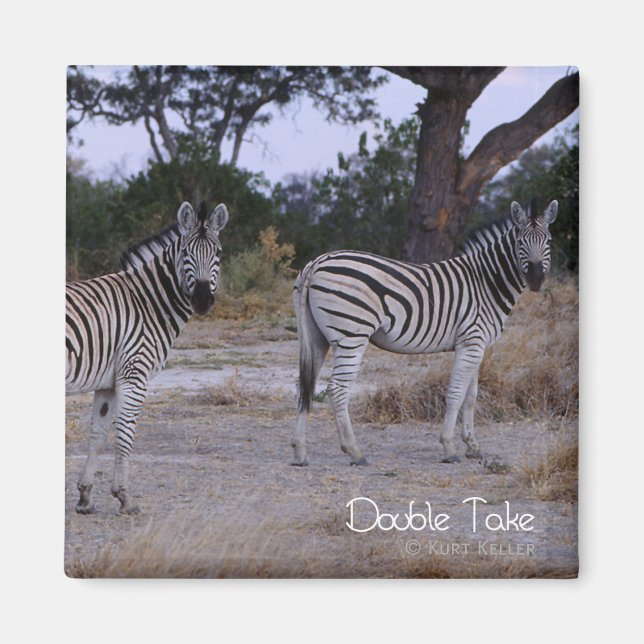 Aimant Photo Zebra Double Take (Devant)
