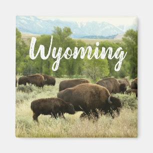 Aimant Photographie de bison de nature du Wyoming