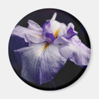 Photographie de fleur d'iris japonais pourpre