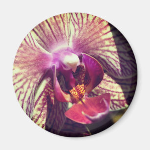 Aimant Photographie de fleur d'orchidée en gros plan