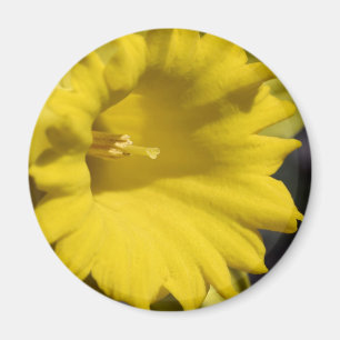 Aimant Photographie de gros plan de fleur de jonquille ja