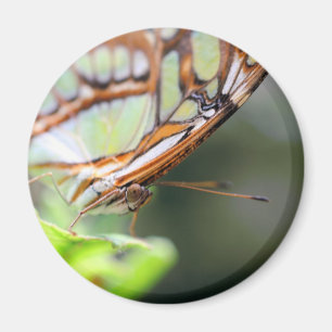 Aimant Photographie de la nature du visage de papillon