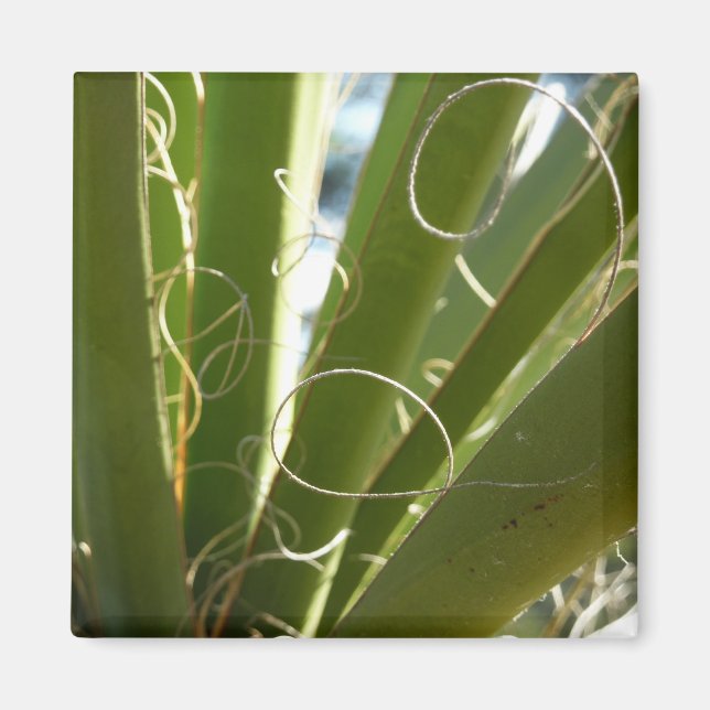 Aimant Photographie de la nature verte Feuille du Yucca (Devant)