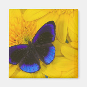 Aimant Photographie de papillon