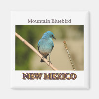 Photographie d'oiseau bleu du Nouveau-Mexique