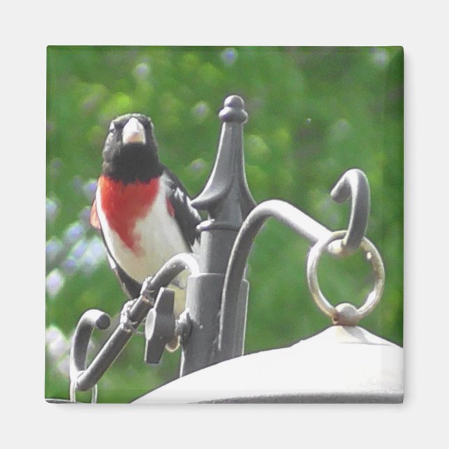 Aimant Photographie d'oiseau de Grosbeaks à poitrine rose (Devant)
