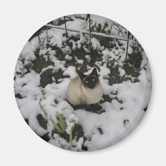 Aimant Photos De Neige, Chat De Neige