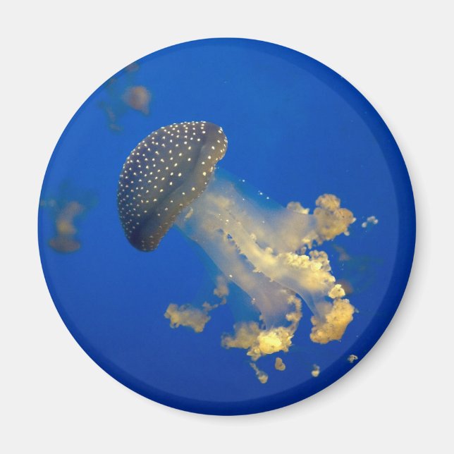 Aimant Phyllorhiza punctata (Devant)