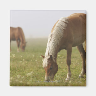 Aimant piano de brume de matin de pré de fleur sauvage d
