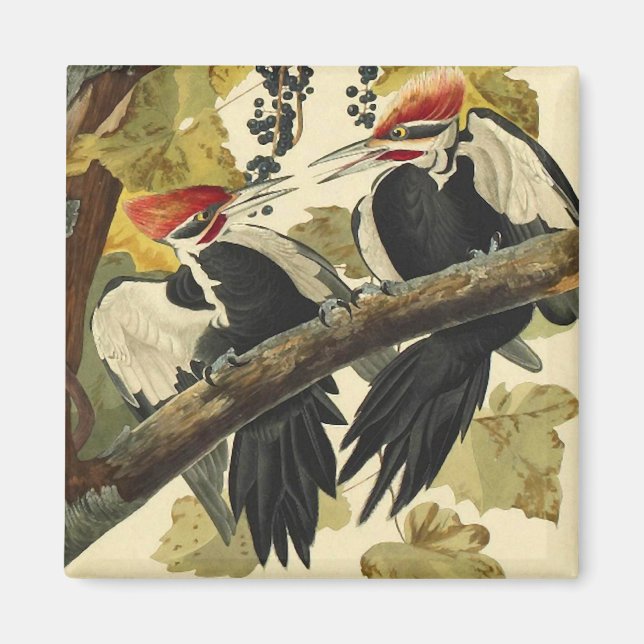 Aimant Pic pilé, John James Audubon (Devant)