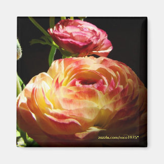 Aimant Pierres à pas