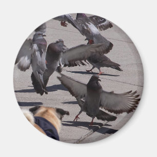 Aimant Pigeon