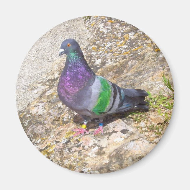 Aimant Pigeon. (Devant)