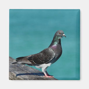 Aimant Pigeon