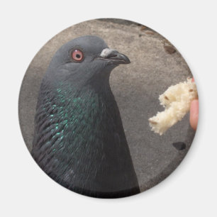 Aimant pigeon