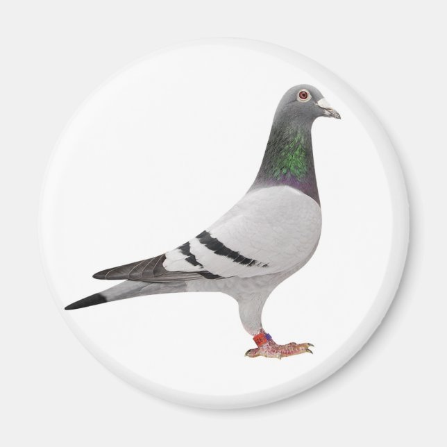 Aimant pigeon design (Devant)