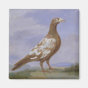 Aimant Pigeon voyageur pie rouge (huile sur la toile)