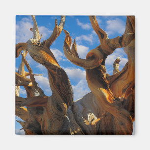 Aimant Pin Bristlecone