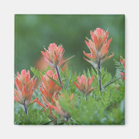 Pinceau indien, Castilleja miniata, Ouray,