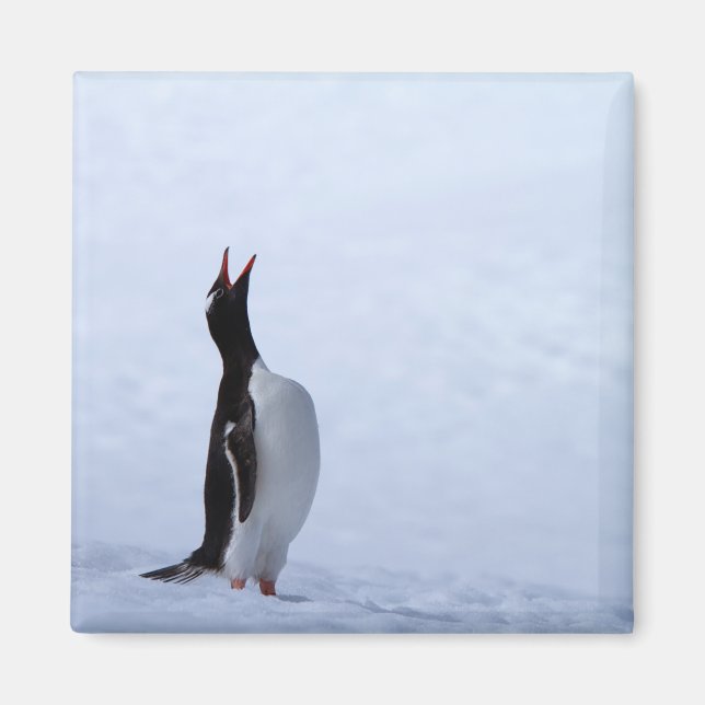 Aimant Pingouin Gentoo (Devant)