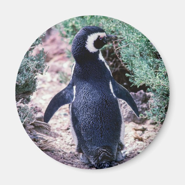 Aimant Pingouin magélique dans la péninsule Valdes - Arge (Devant)