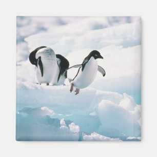 Aimant Pingouins d'Adelie (pygoscelis adeliae) Antarctiqu