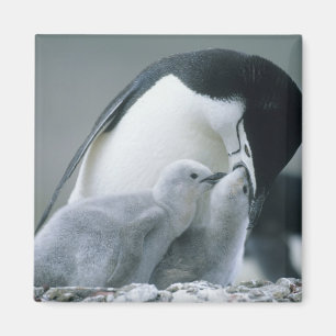 Aimant Pingouins de Chinstrap, Pygoscelis antarctica),