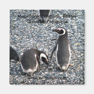 Aimant Pingouins de Magellanic, la Manche de beagle,