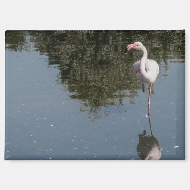 Aimant pink flamingo in the water (Recto)