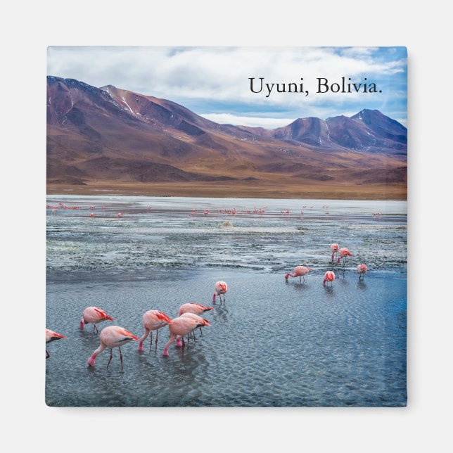 Aimant Pink Flamingoes in la Bolivie (Devant)