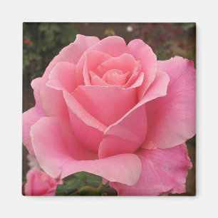 Aimant Pink Rose