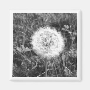 Aimant pissenlit noir et blanc