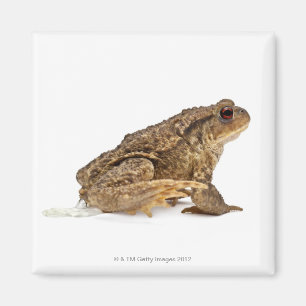 Aimant Pisser de crapaud commun ou de crapaud européen