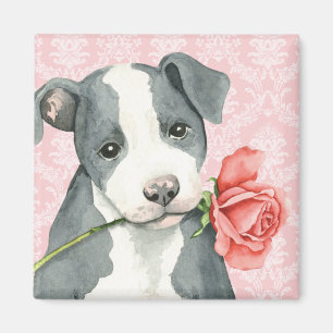 Aimant Pitbull rose de Valentine