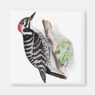 Aimant Pivert de Pileated