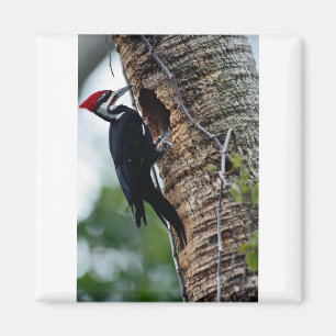 Aimant Pivert de Pileated