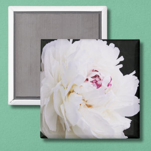 Aimant Pivoine blanche élégante avec du violet