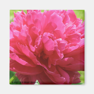 Aimant Pivoine rose