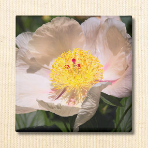 Aimant Pivoine White Grace