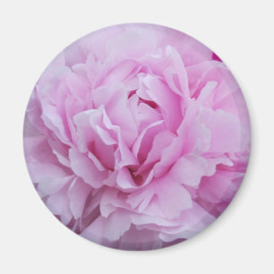 Aimant Pivoines roses/pivoine