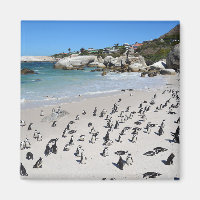 Plage de Penguins Boulders | Afrique du Sud