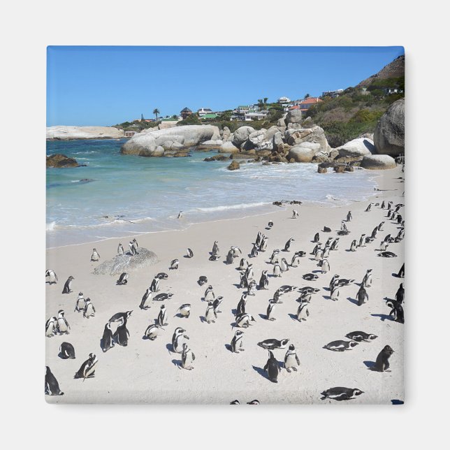 Aimant Plage de Penguins Boulders | Afrique du Sud (Devant)