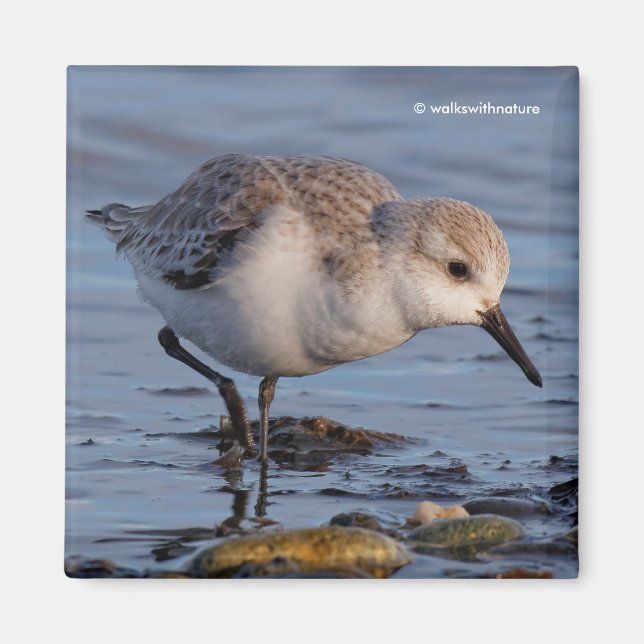 Aimant Plage de sable fin Sanderling Flânes Plage d'hiver (Devant)
